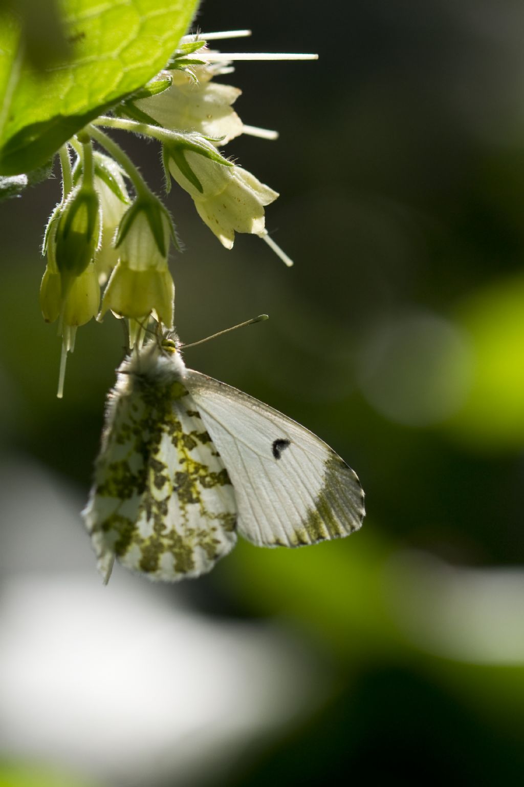 Conferma Anthocaris cardamines femmina